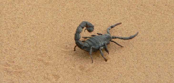 plaga de escorpiones en Egipto