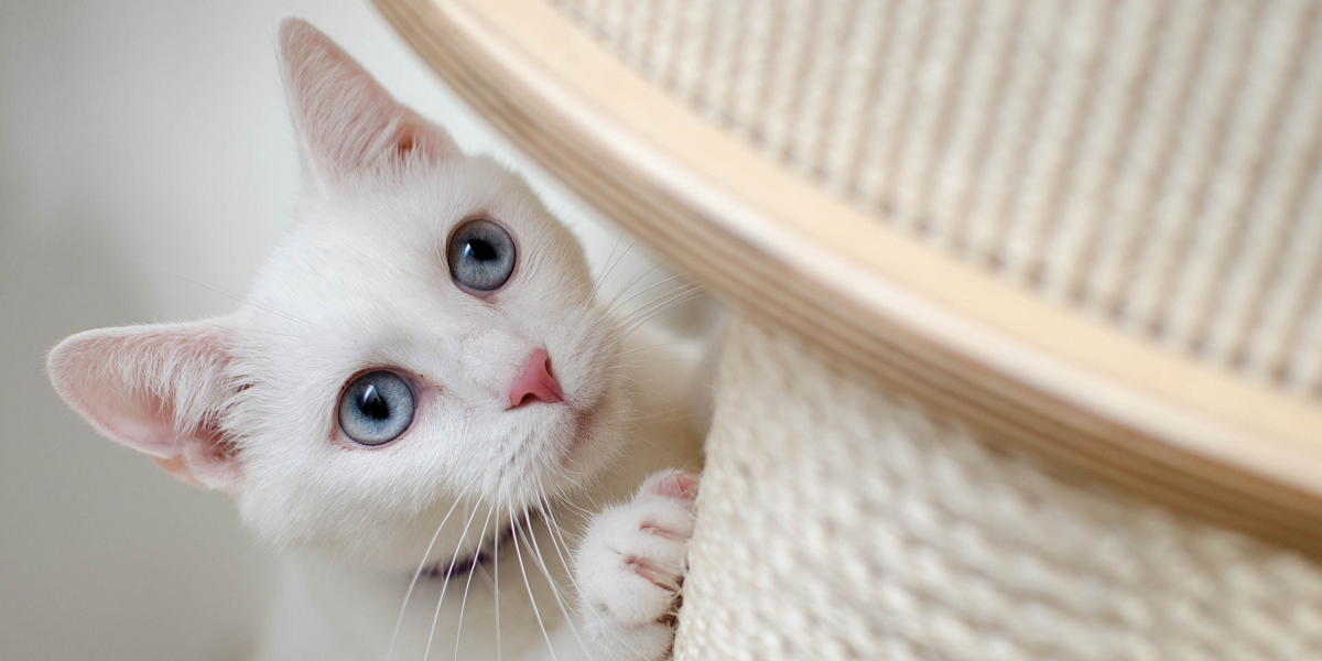 Gatos domésticos son capaces de rastrear la "presencia invisible" de sus dueños