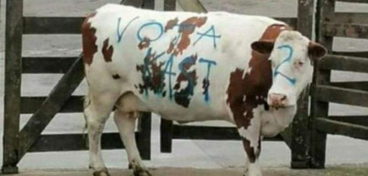 Repudio causa maltrato a vaca con rayados de propaganda de Kast en Puerto Montt