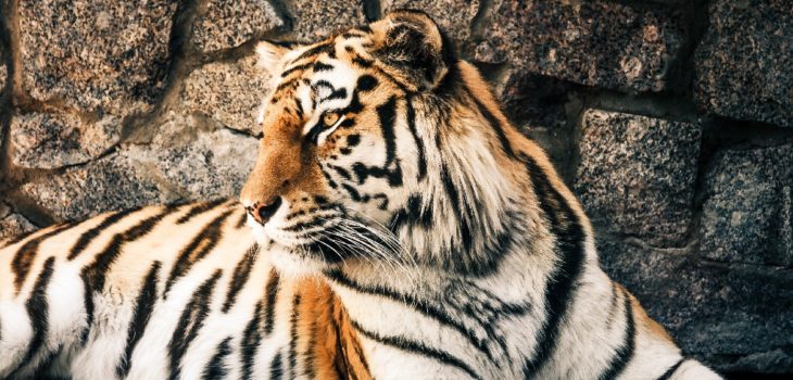 Horóscopo chino 2022: Año del Tigre, predicciones por signo