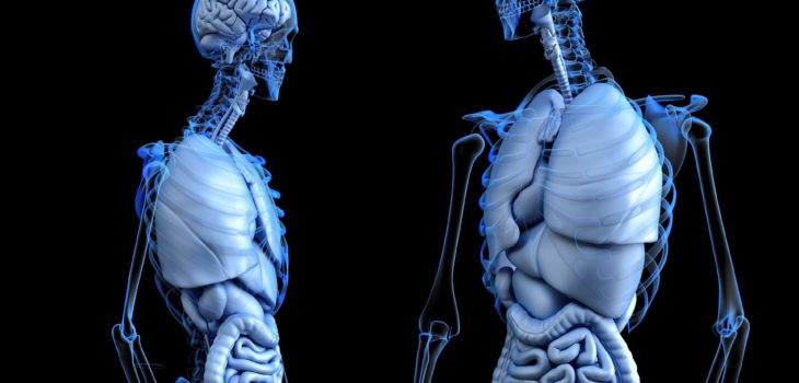 cientificos hallan nueva parte cuerpo humano