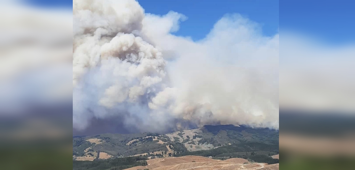 Incendios forestales: Onemi decretó evacuación de sectores de Quillón, Angol y Los Sauces