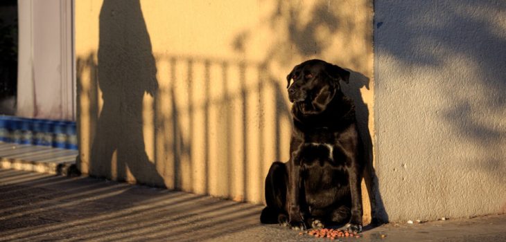 “Pérdida de conciencia y muerte”: las consecuencias del calor en los perros si no son bien cuidados