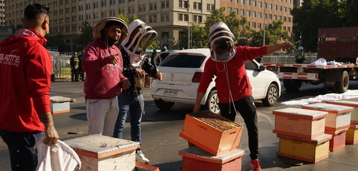 protesta apicultores La Moneda