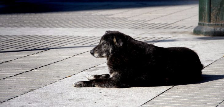 Investigan presunto faenamiento de perros en Maipú: vecinos aseguran que se escuchan “desgarradores aullidos”