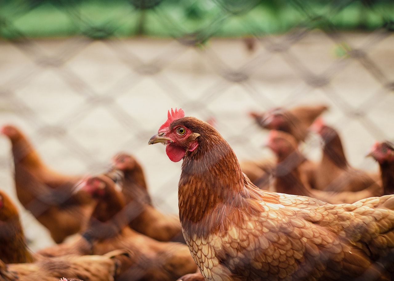 gripe aviar caso humano Chile