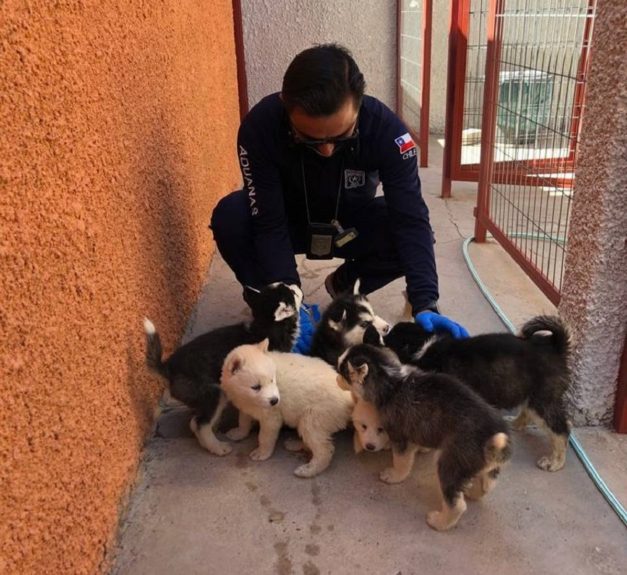 Doce cachorros fueron rescatados luego que sujeto los ingresara ilegalmente a Chile para venderlos