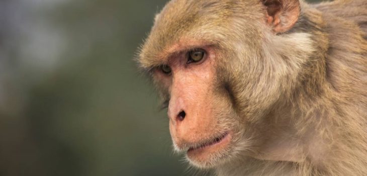 Origen de casos de la viruela del mono en el mundo