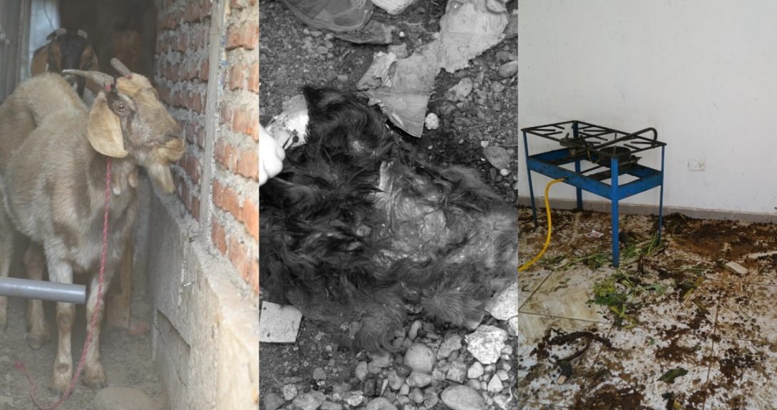 Descubren matadero clandestino en toma de Cerrillos: investigan comercialización en la zona
