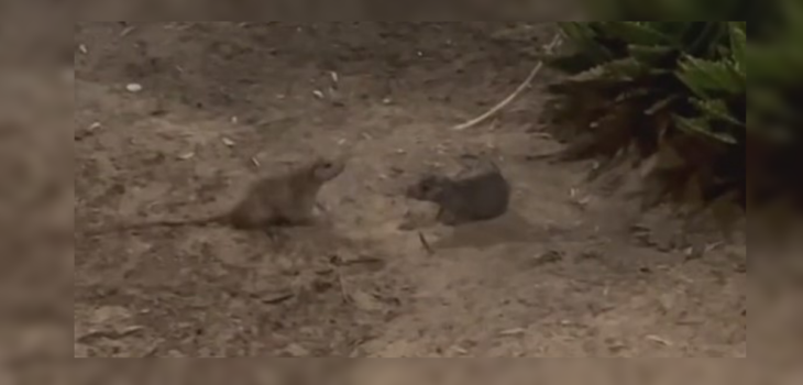 Viralizan “pelea” de ratones en Parque Japonés de Antofagasta: denuncian serios problemas de aseo