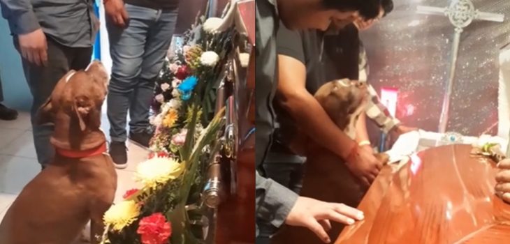 El emotivo video de TikTok donde perrito lamenta la partida de su dueña: subió patas al féretro