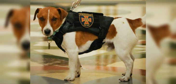 perro ucraniano recibió medalla