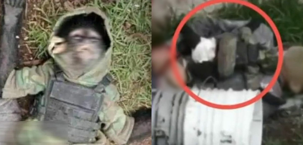 Mono abatido en México