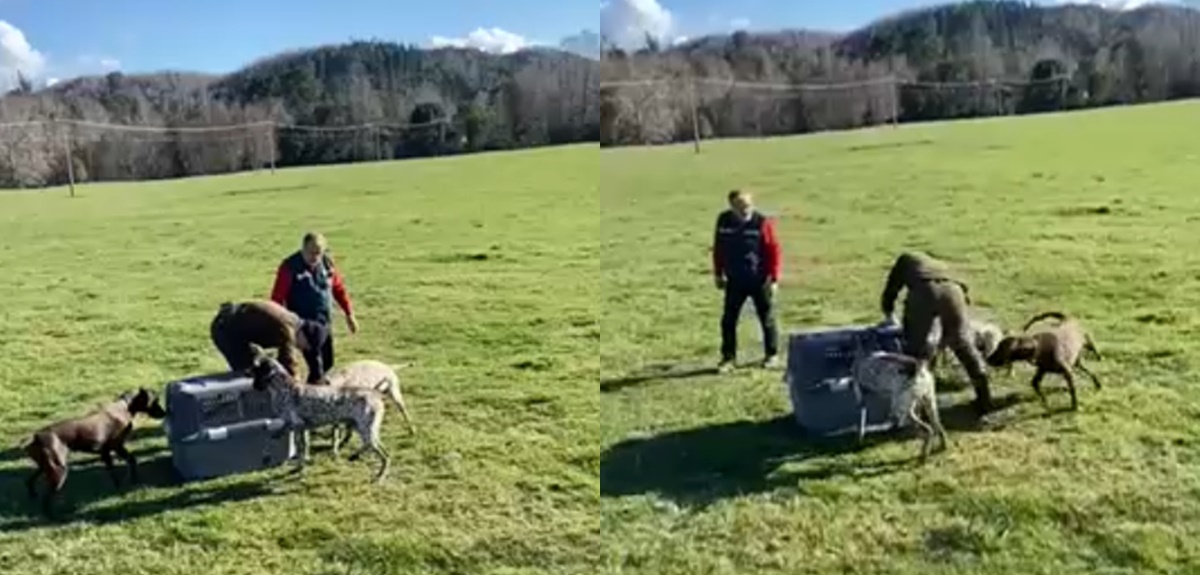 Brutal registro: funcionario del SAG de Villarrica entregó zorro a perros para que lo devoraran