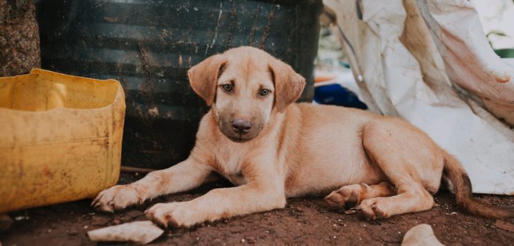 primera startup chilena que va en ayuda de perros y gatos abandonados