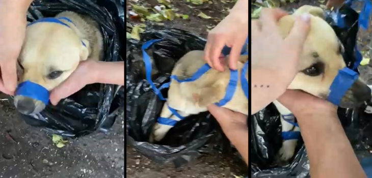 Brutal caso de maltrato animal en Temuco: perro fue amarrado con cinta adhesiva en hocico y patas