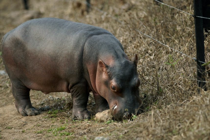 Uno de los hipopótamos que sobrevivió en hacienda de Pablo Escobar