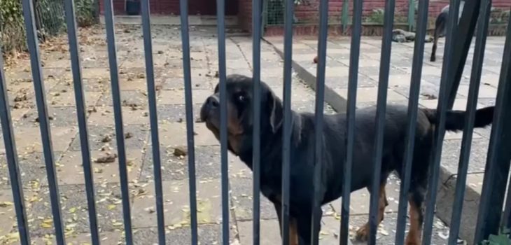 Confiscan a perros rottweiler que atacaron a niña en La Reina