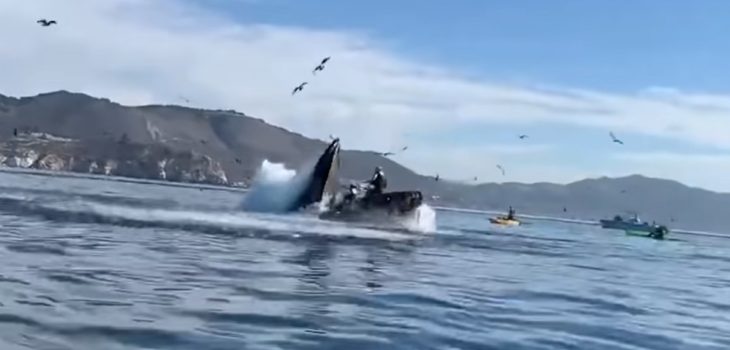 Viralizan momento exacto en que ballena se traga a dos mujeres