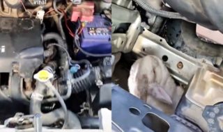 Trabajadores de la revisión técnica hallan a conejo en motor de vehículo: "Llegó hasta acá"