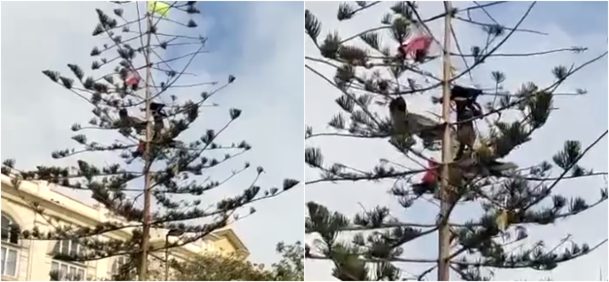 captan a personas durmiendo en árboles en Antofagasta