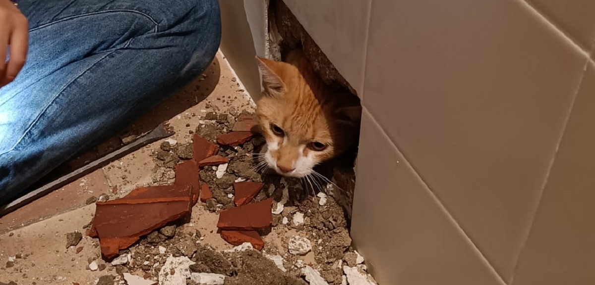 Mujer destruyó parte de su baño luego de que su gato quedara atrapado en una pared