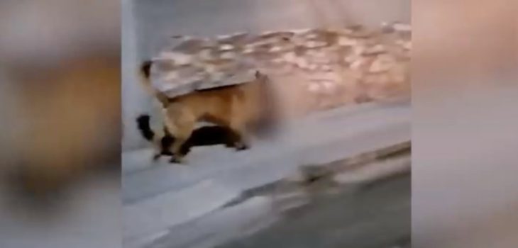 Perro se llevó cabeza humana en su hocico de escena del crimen en México: video se hizo viral