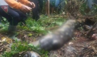 Búsqueda de abuela de 54 años desaparecida en Indonesia tuvo trágico final: fue devorada por pitón