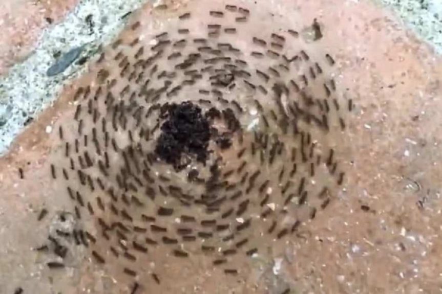 Círculo de la muerte de hormigas