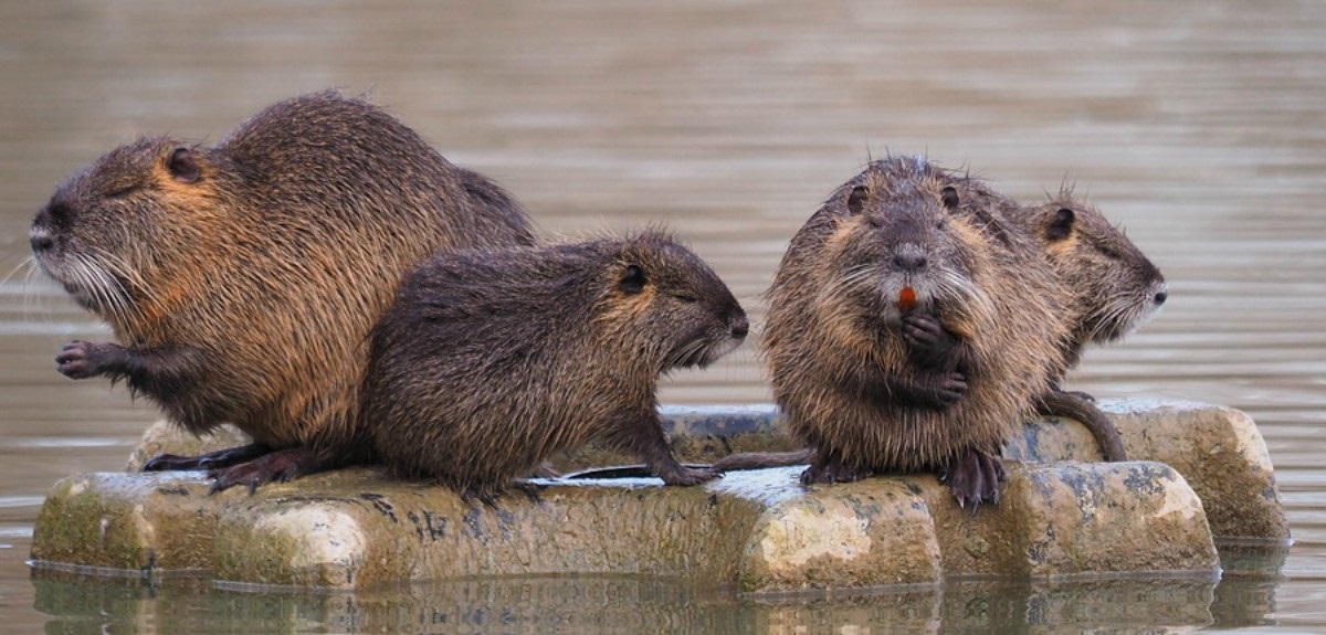 Mujer de Curaco de Vélez vive pesadilla por culpa de familia de coipos: crearon nido bajo su casa