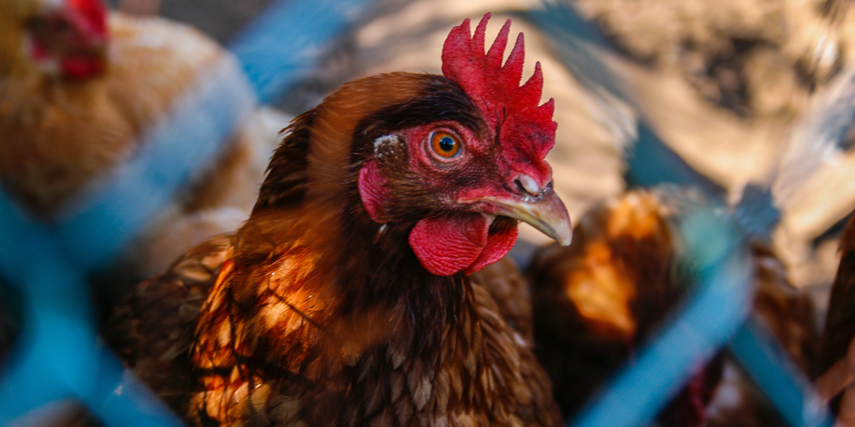 Mujer fue detenida luego de intentar abordar un vuelo con una pistola dentro de una gallina