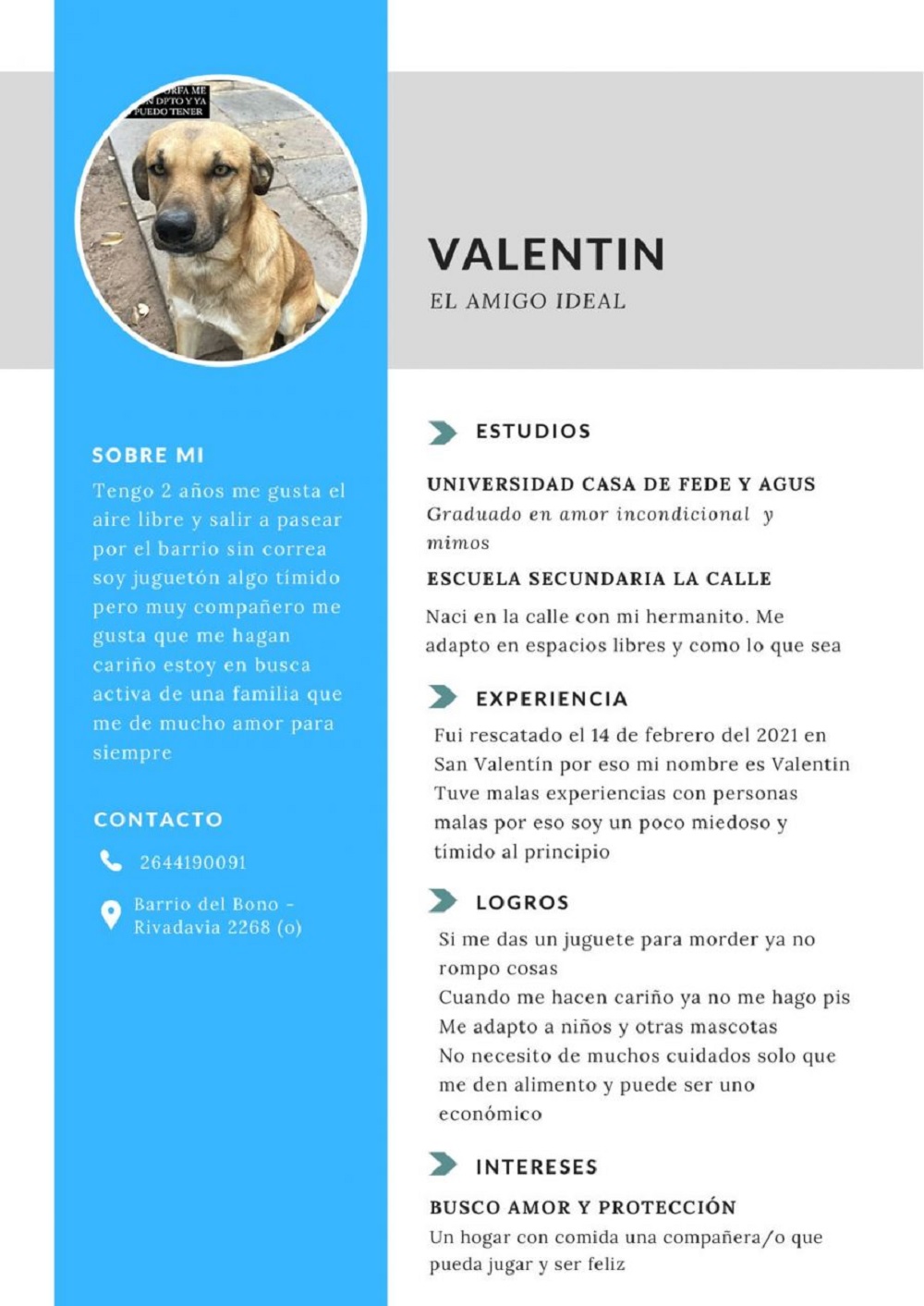 Valentín perrito CV adopción