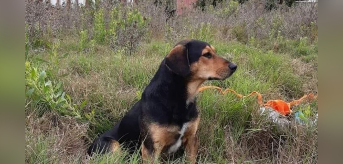 peluchin, perro que perdió a su dueño en La Sereña