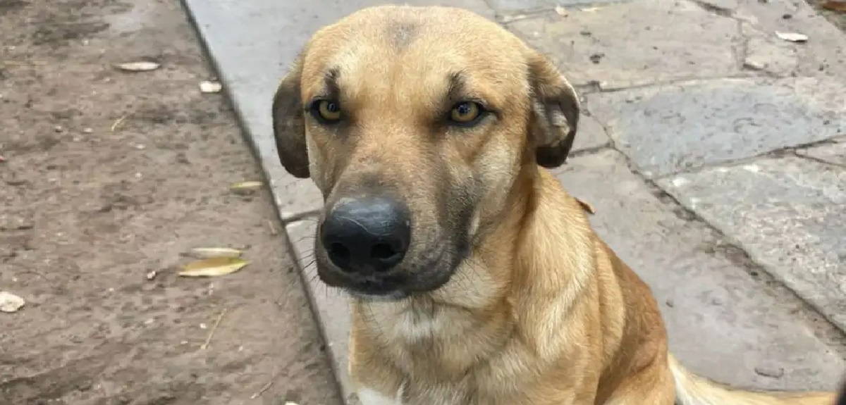 Valentín perrito CV hogar adopción