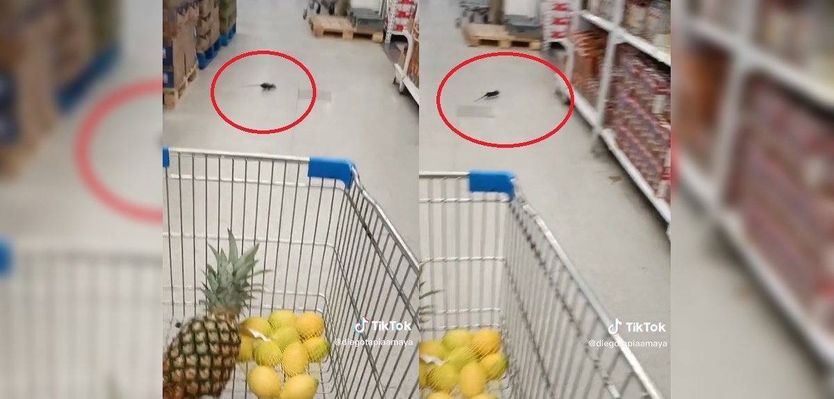 Viralizan a ratón 'recorriendo' supermercado Líder de Antofagasta: Seremi inició sumario sanitario