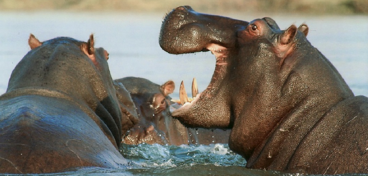 Hipopótamo tragó niño lo escupió vivo