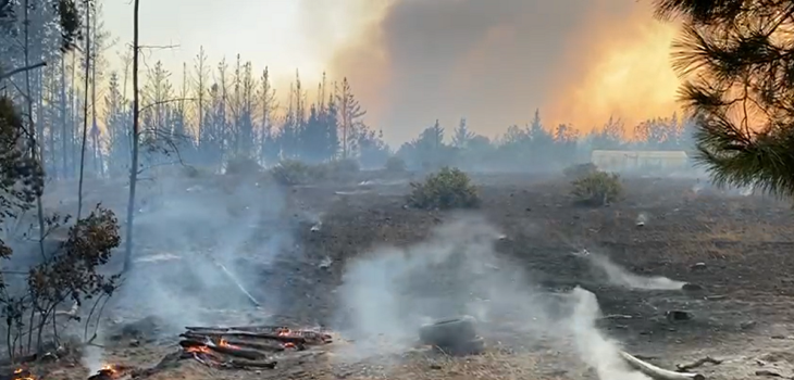 5 mil hectáreas afectadas y 20 casas destruidas: los daños de los incendios forestales en el Biobío