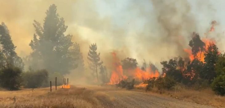 Incendio forestal en Santa Juana sin control: 25 viviendas quemadas y más de 100 personas evacuadas