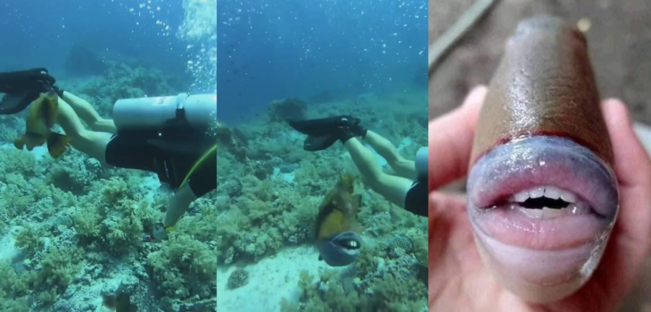 También habita en Chile: registran a llamativo pez con “dientes humanos” mordiendo a buzo en Egipto