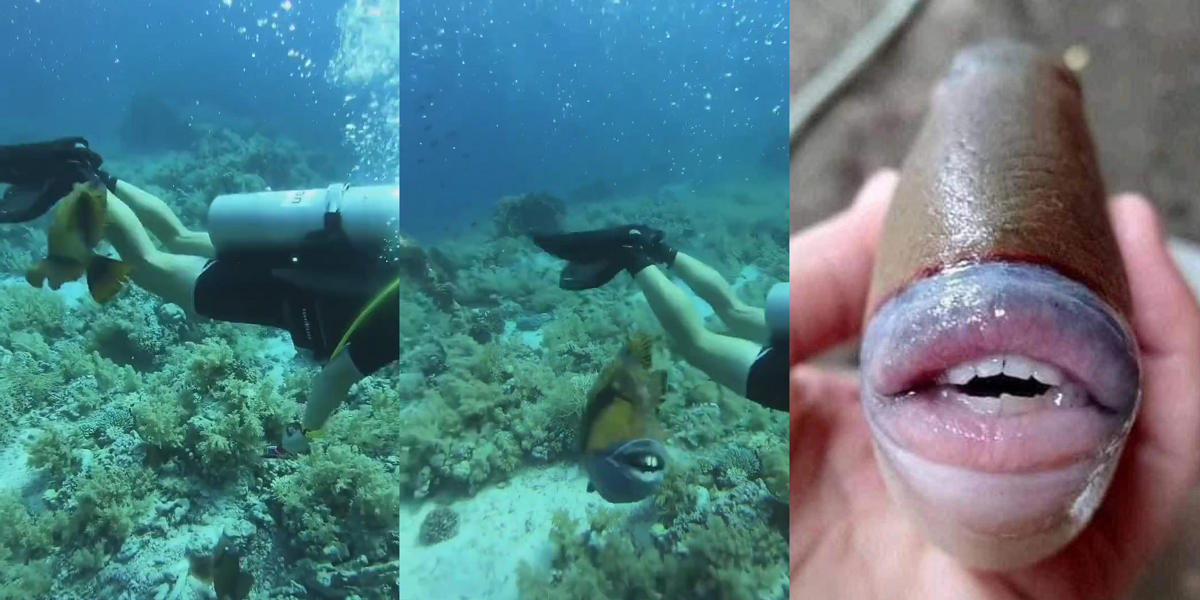 También habita en Chile: registran a llamativo pez con “dientes humanos” mordiendo a buzo en Egipto