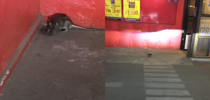 Inician sumario contra supermercado Unimarc de Antofagasta tras encontrar fecas y orina de ratón