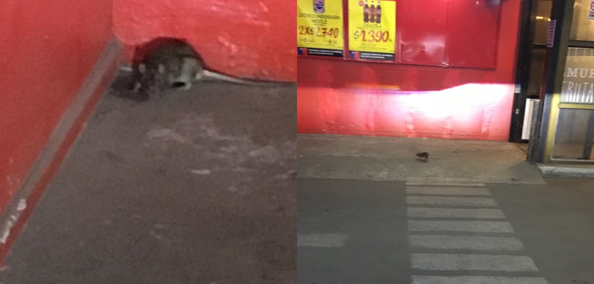 Inician sumario contra supermercado Unimarc de Antofagasta tras encontrar fecas y orina de ratón