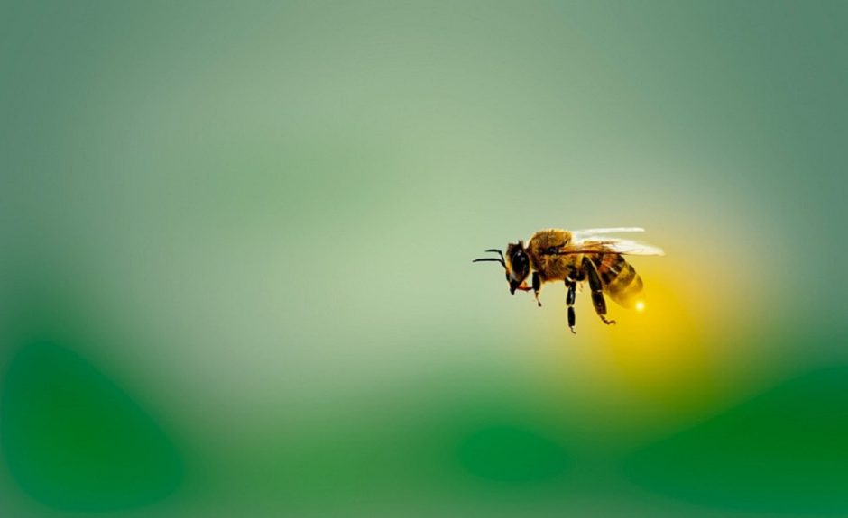 temporada picaduras evitar dolor abeja