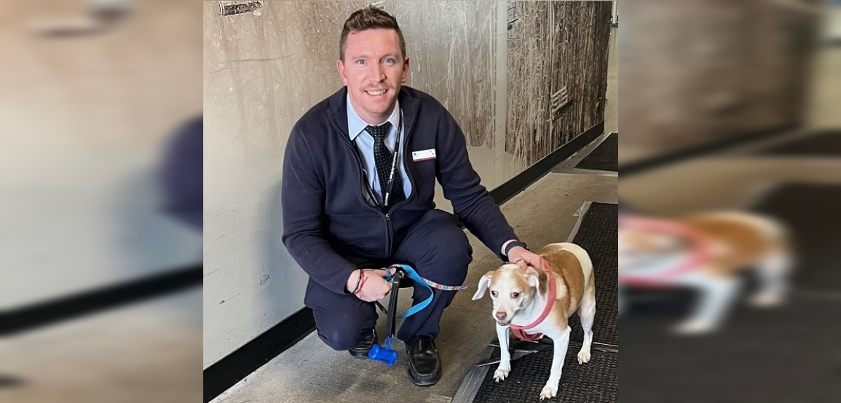 Perrita fue abandonada en aeropuerto de EE.UU: dueña explicó la insólita razón