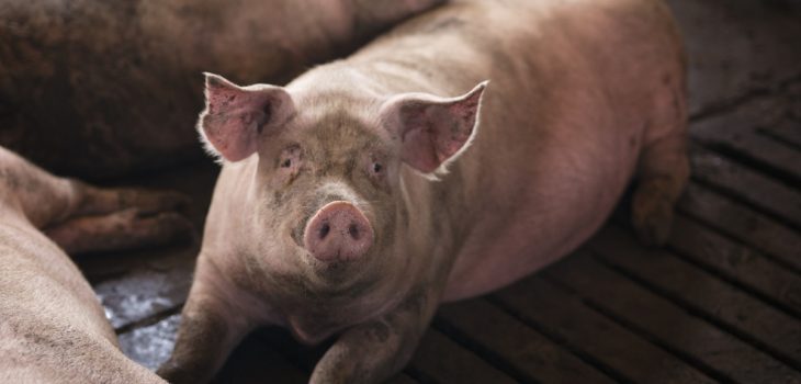 En Hong Kong: cerdo asesinó a carnicero en matadero tras enterrarle un cuchillo