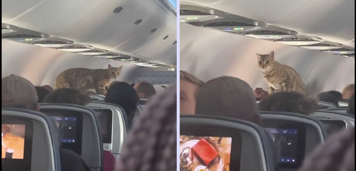 gato en avión