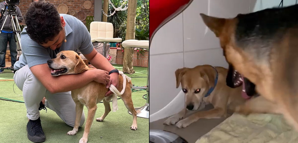 Gino Costa mostró emotivo encuentro de su perrita con can cuyo dueño murió en Cesfam: "Juntos"