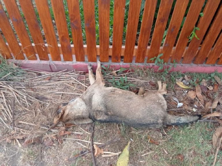 Macabro caso de maltrato animal: denuncian matanza masiva de perros en Coronel