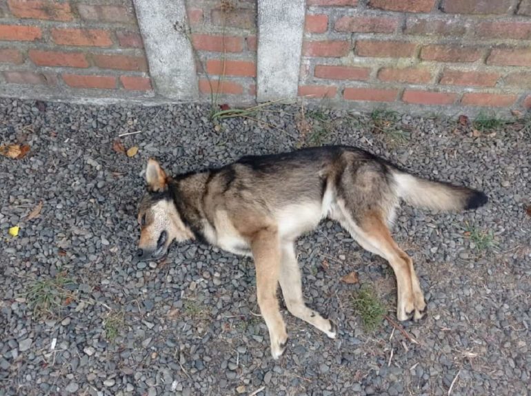 Macabro caso de maltrato animal: denuncian matanza masiva de perros en Coronel
