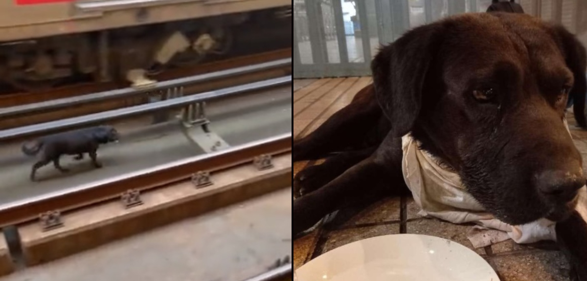Perro que deambulaba por los rieles del Metro de Santiago fue rescatado sano y salvo